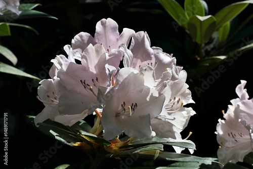 White blossoming flower cluster of Yaku Rhododendron, latin name Rhododendron yakushimanum, growing in botanical garden, sunlit by spring daylight sunshine, dark background. 