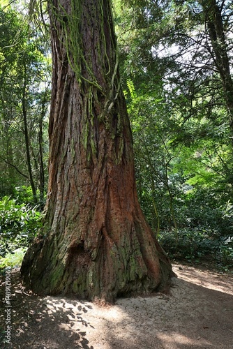 Huge base of tree trunk of Giant Sequoia, also called Giant Redwood, latin name Sequoiadendron giganteum, growing in arboretum, surrounded by spring foliage of smaller trees and shrubs. 