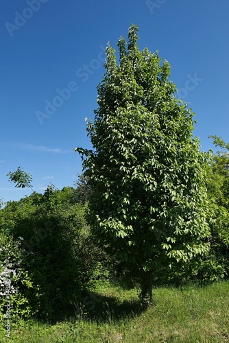 Tall broadleaf tree growing solitary in spring park, possibly asian genus Macromeles native to Japan and Taiwan, sunlit by morning sunshine. 