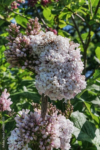 Dense light pink flower cluster of lilac shrub, possibly Syrian Lilac, latin name Syringa Persica, sunlit by spring daylight sunshine. 