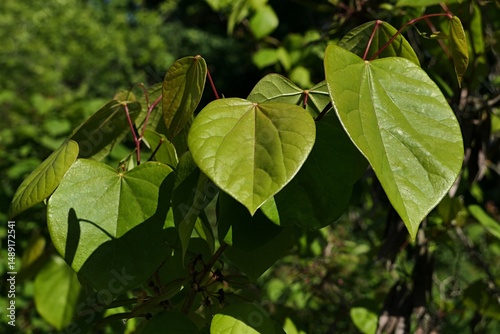 Shiny green spring leaves of Early Blooming Lilac, also called Broadleaf Lilac, latin name Syringa Oblata, sunlit by daylight sunshine. 