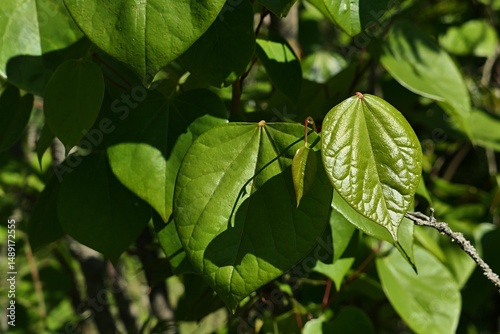 Broad green spring leaves of Early Blooming Lilac, also called Broadleaf Lilac, latin name Syringa Oblata, sunlit by daylight sunshine. 