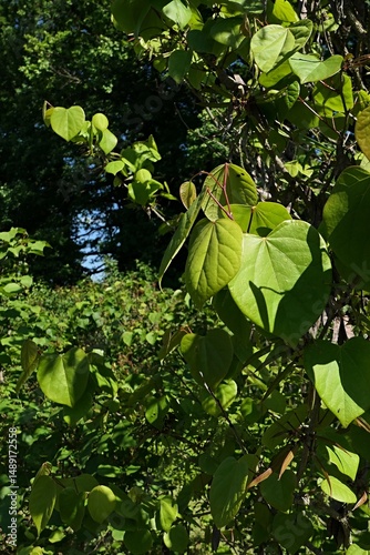 Shiny green spring leaves on branch of Early Blooming Lilac, also called Broadleaf Lilac, latin name Syringa Oblata, sunlit by daylight sunshine. 