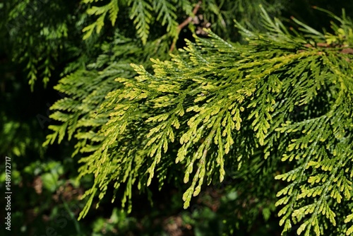 Detail of fresh spring branch tip of Western Red Cedar tree, also called Pacific Red Cedar or simply Thuja, latin name Thuja Plicata, sunlit by daylight sunshine.