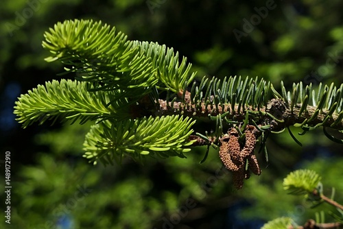 Branch and male spring cones of coniferous tree of Nordmann Fir tree, also calles Caucasian Fir, latin name Abies nordmanniana, sunlit by daylight sunshine. 