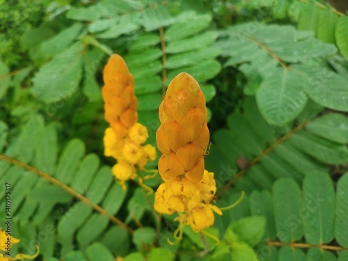 Close-up of a yellow candle bush flower (Senna alata) with raindrops on lush green leaves in the background, showing the beauty of tropical flora in detail.