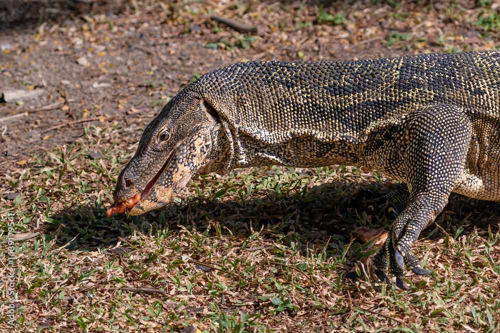 Obraz premium Closeup portrait of asian Water Monitor lizard (Varanus salvator) in Lumphini Park, downtown Bangkok. Food in its mouth; Green grass in the background. 