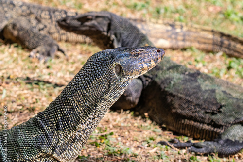 Photography Pair of asian Water Monitor lizard (Varanus salvator) in Lumphini Park, downtown Bangkok