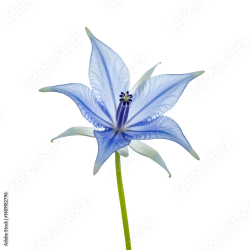 Elegant Columbine Blossom, A Study in Delicate Blue Hues and Botanical Intricacy against a Solid Field