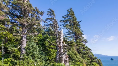 Footage shows the majestic Fitzroya tree, a towering ancient conifer native to Chile. Also called Alerce, this tree is among the longest-living in the world.