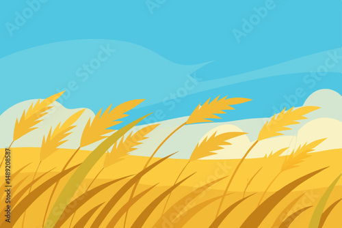 wheat field and blue sky