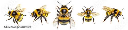 Close-Up of Various Bumblebee Species in Natural Colors and Detail, Isolated on Transparent, white background