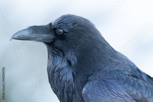 Common Raven in Yellowstone