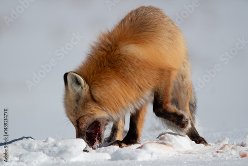 Red Fox in Yellowstone