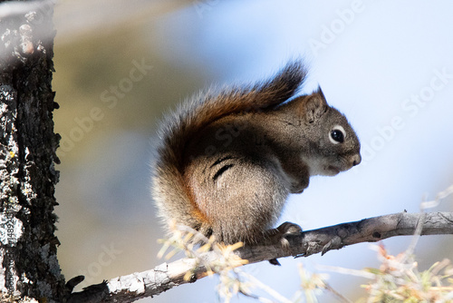 American Red Squirrel in Yellowstone