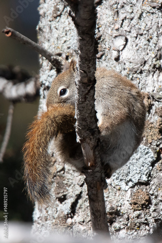 American Red Squirrel in Yellowstone