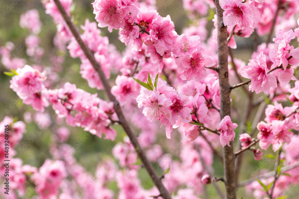 静岡県磐田市敷地里山公園の満開の花桃 静岡県磐田市敷地里山公園の満開の花桃