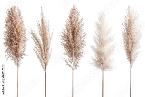 Variety of beige and light brown pampas grass