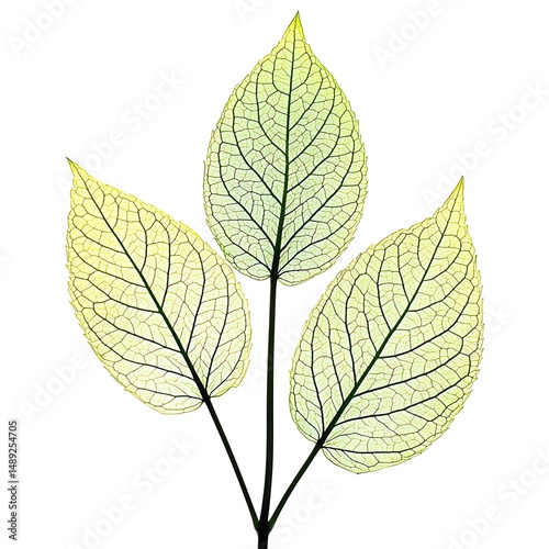 green leaf isolated on white