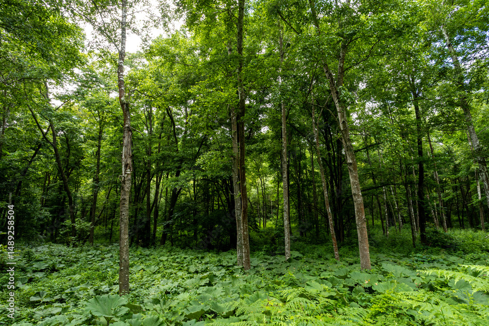 Obraz premium scenery in the forest