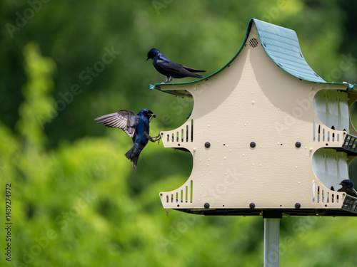 Purple martin bird flying to bird house