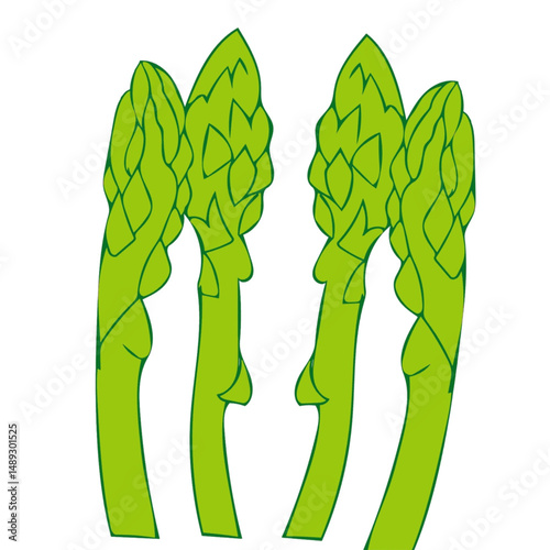fresh green asparagus vector illustration isolated on white background.eps