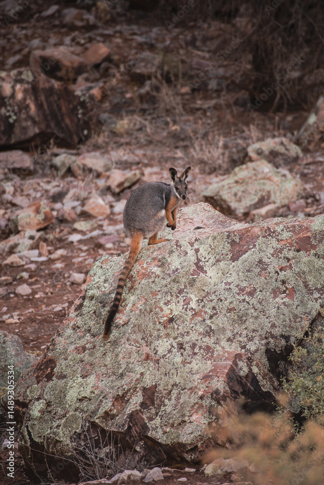 Obraz premium Yellow-footed rock wallaby in Ikara–Flinders Ranges National Park, South Australia