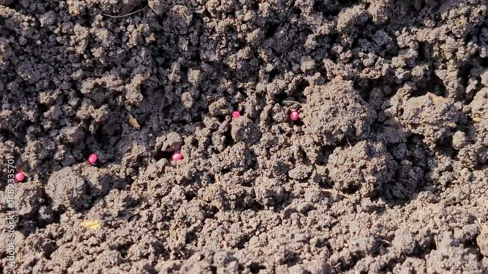 Planting vegetable seeds in the ground in early spring, spring work in the garden Planting vegetable seeds in the ground in early spring, spring work in the garden