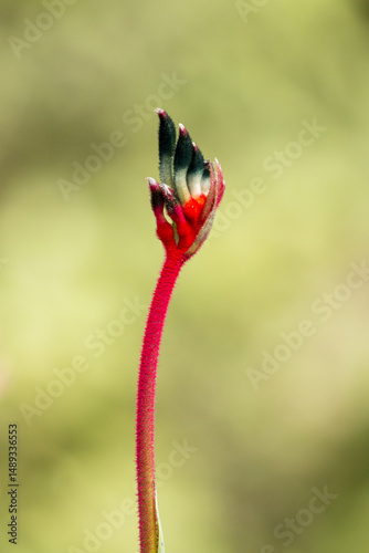 Black kangaroo paw flower up close with blurred background