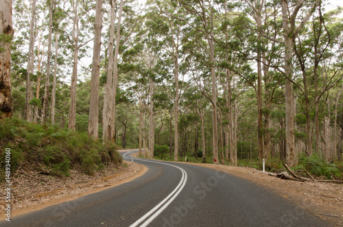 Cave Road Drive through Boranup Karri Forest photo