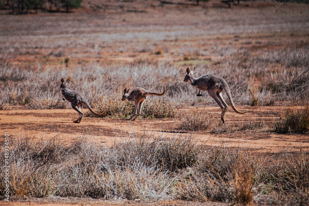 Fototapeta premium Three jumping kangaroos