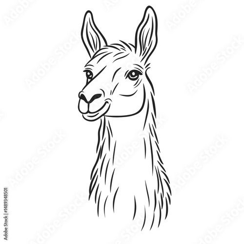 Llama illustration in simple line art style representing travel  