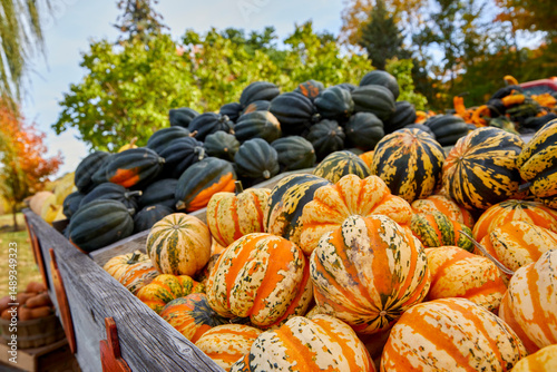 Fresh and newly picked gourds in an old-fashioned wagon on a sunny day in October