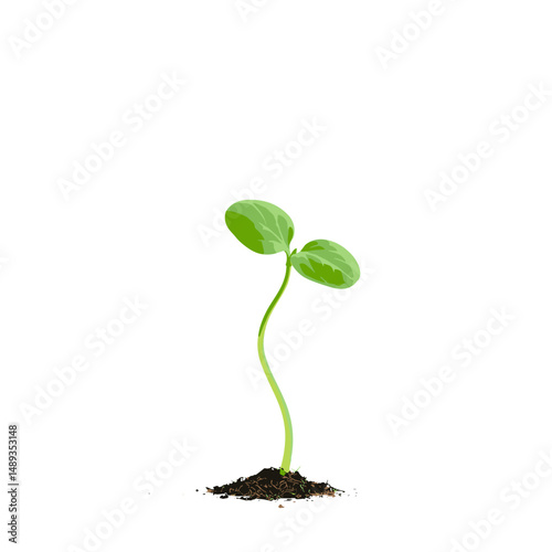 Green seedling emerging from soil against a white background  