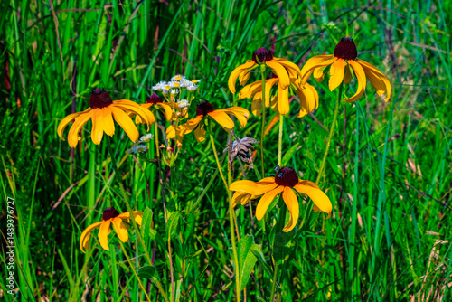 8 Black-eyed Susans