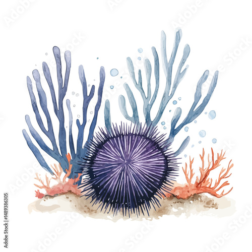 Sea Urchin Resting On The Seabed, watercolor drawing vector, high quality, isolated on a white background.