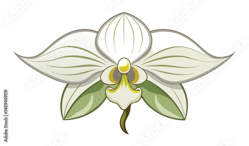 Isolated Depicting a Single White Orchid Flower with Green Accents and Yellow Pistil