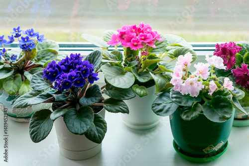 Wallpaper Mural Blooming multi-colored indoor violets on a home windowsill. Torontodigital.ca
