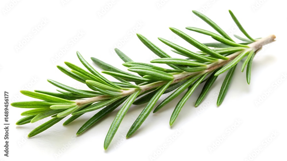 Fototapeta premium Rosemary twig isolated on white background