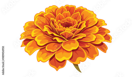 Isolated Orange Marigold Flower Head with Distinct Petals and White Background Illustration