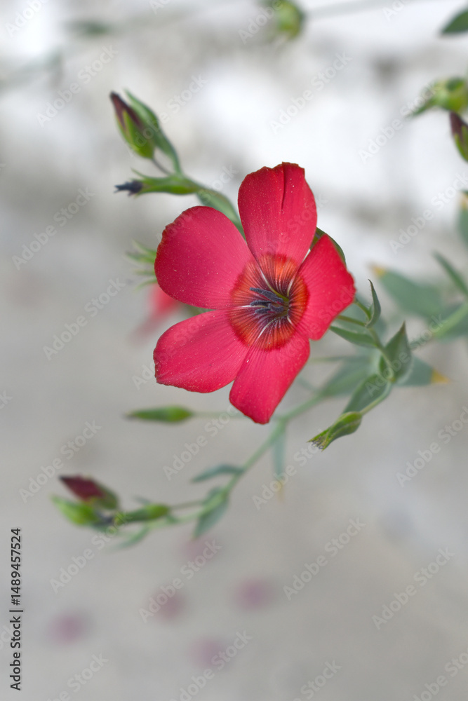 Fototapeta premium Linum Grandiflorum Rubrum Scarlet Flax bloomed in the garden on a flower bed, Red Linum Grandiflorums closeup in nature, Red flaxs or flowering flaxs, scarlet flax, crimson flax flower head close-up