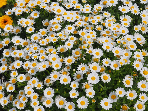クリサンセマムの白い花