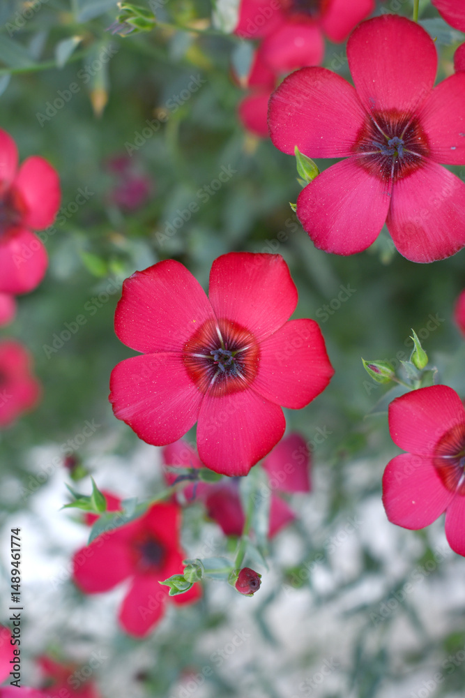 Fototapeta premium Linum Grandiflorum Rubrum Scarlet Flax bloomed in the garden on a flower bed, Red Linum Grandiflorums closeup in nature, Red flaxs or flowering flaxs, scarlet flax, crimson flax flower head close-up