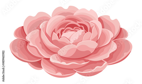 Elegant Pink Rose Illustration with Layered Petals Isolated on White Background