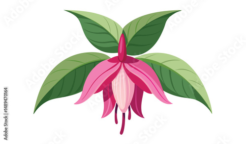 Cartoon Illustration Pink Fuchsia Flower with Green Leaves on White Background Depicted From Front