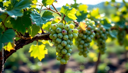 Wallpaper Mural "rain kissed green grapes on vine, sunlight creating bokeh, shallow focus, rustic farm aesthetic, premium fruit stock photo." Torontodigital.ca