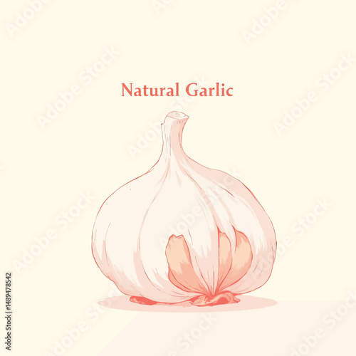 Illustrated Natural Garlic on White Background