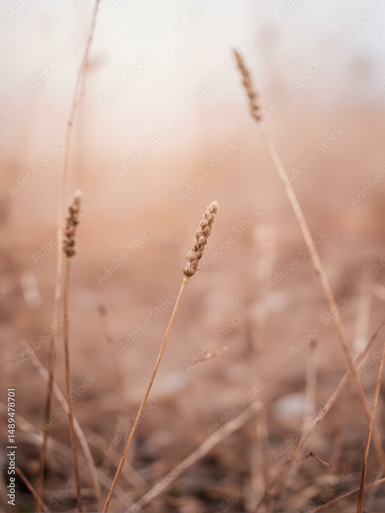 Fototapeta premium A few tall weeds with seeds in front of an unfocused background.