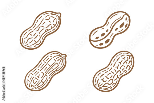 Detailed vector illustration showing different peanuts drawing