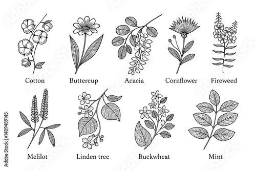 Botanical Plant Illustrations: Detailed Line Art Depicting Cotton, Mint, and Various Floral Specimens